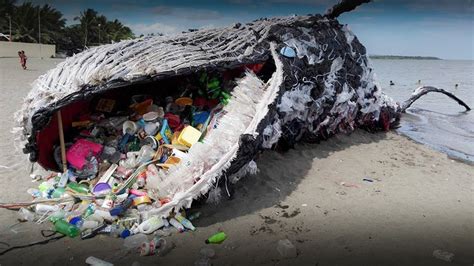 fake science news whales dieing from plastic bags fake science|Fishing gear and plastic bag pieces found in the stomach of a .